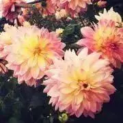 のんの画像