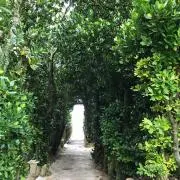 ラベンダーの画像