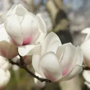 ♡