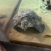 keikeiの画像