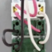 ジンシの画像
