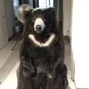 くまきちの画像