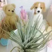 さっちょりーな