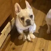 ももちち