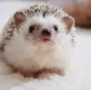 Choco♥︎Berryの画像