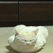 ごまだんごの画像
