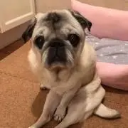 もこ