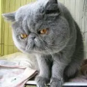＊猫にゃん＊
