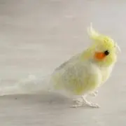ココアの画像