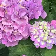 ハンド‼️トクトクの画像