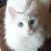 Yuの画像