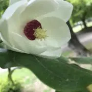 ともちゃんの画像