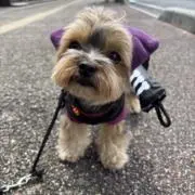 ゆうの画像