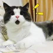TAOの画像