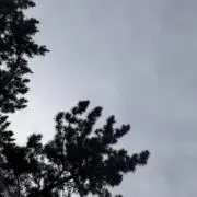 れんの画像