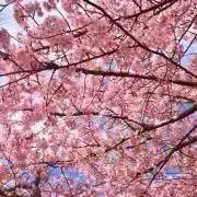 はる