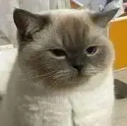 kakiの画像