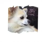 ティティ