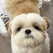 サルート 52 ワインレッド ブラジャー＆Tバッグセット E70 M サルート 52 ワインレッド ブラジャー＆Tバッグセット E70 M