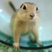 ぽんのすけ