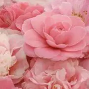 よっちの画像