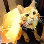 プロフ必読(*ΦωΦ)ムギるんの画像