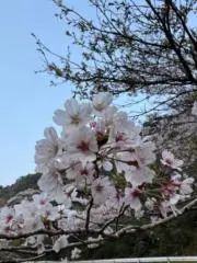 H・A・R・Uの画像