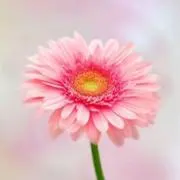 soaraの画像