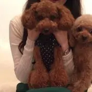 プリン