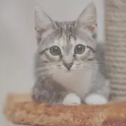 ラッキーの画像