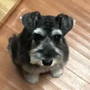 たけぷの画像