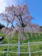 立花の画像