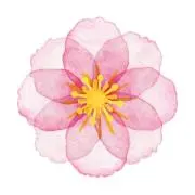 さくら51の画像