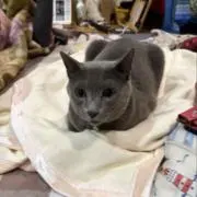 ゆにの画像