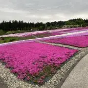あかねの画像