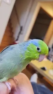 ぺこぺこの画像