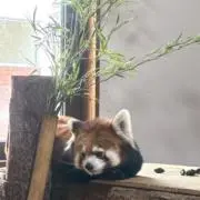 りのりのの画像