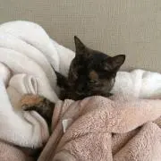 ゆずの画像