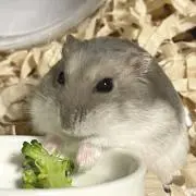 sinsinの画像