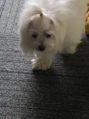 へるの画像