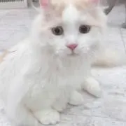 ranの画像
