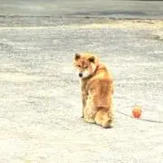 テツくんの画像