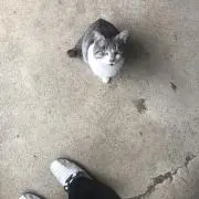 わがまま猫