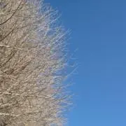 がらの画像