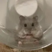 pucの画像