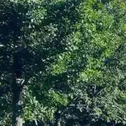 sktfの画像