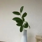まいの画像