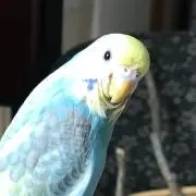 Tri-fanの画像