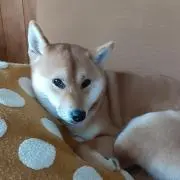 だしくん