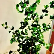 しろとらしょ